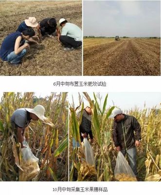 化肥“一炮轟” 玉米抽穗長 生物有機肥料研發(fā)
